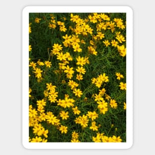 Yellow Green Bloom Photography My Sticker